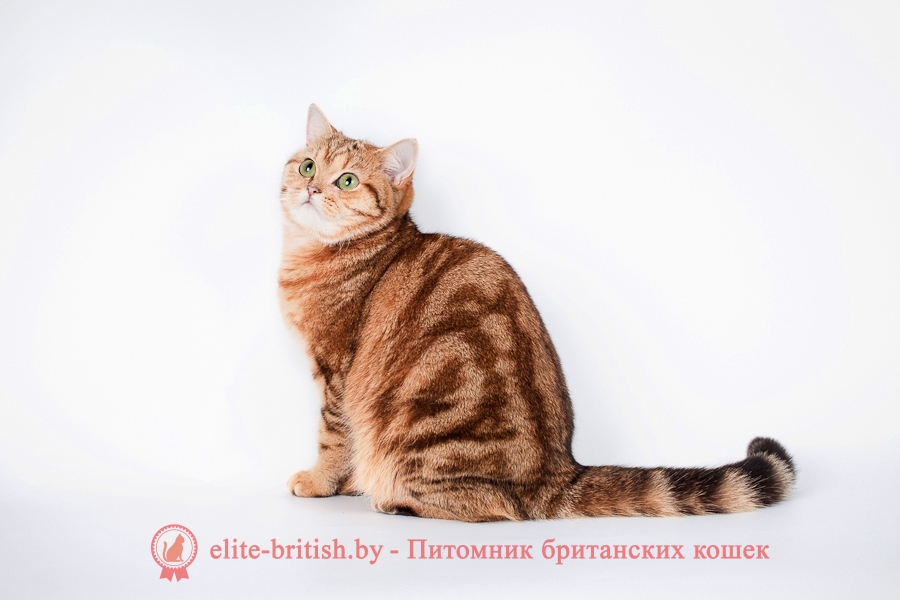 Все об особенности породе британских кошек thumbnail