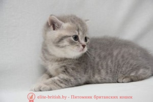 британская пятнистая кошка голубая