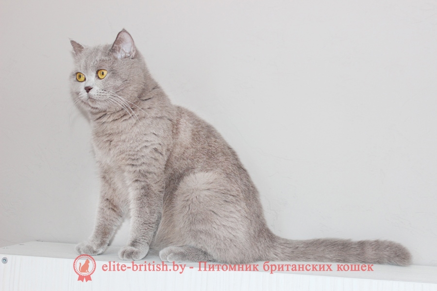 Британская лиловая кошка BELLA ELITE BRITISH