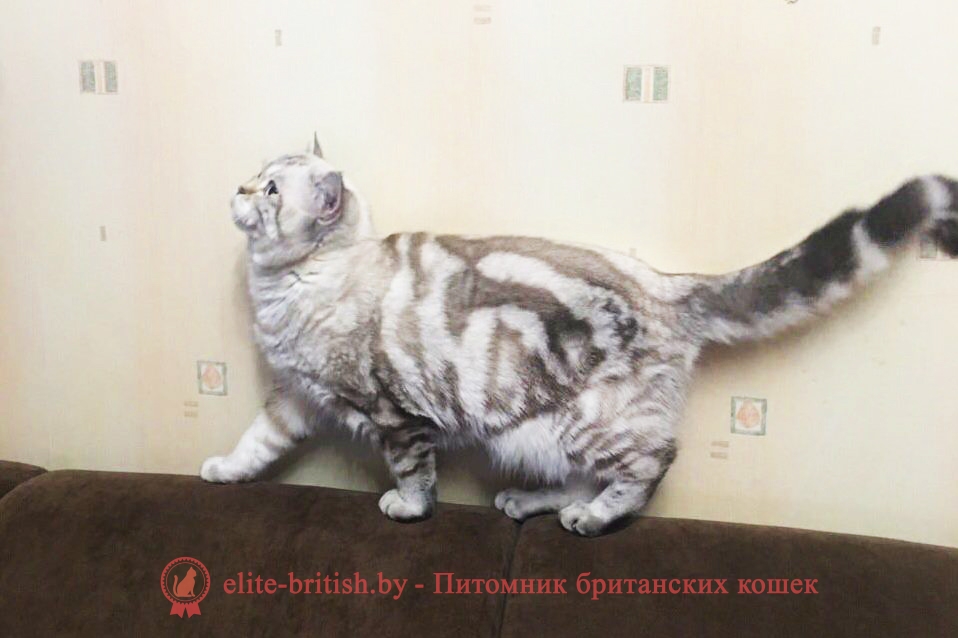 Лео - британский короткошерстный котик. Шикарный окрас как у снежного барса!