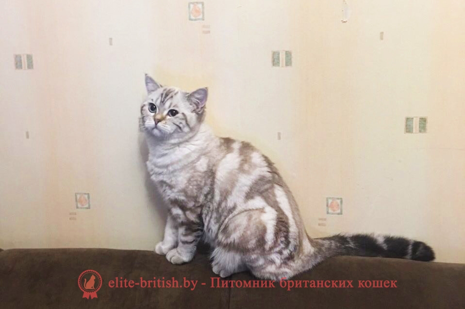 Лео - британский короткошерстный котик. Шикарный окрас как у снежного барса!