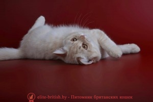 Британский кремовый (бежевый) котенок Hasna