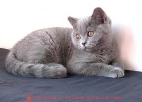Британский голубой котенок Barbaris Pruss