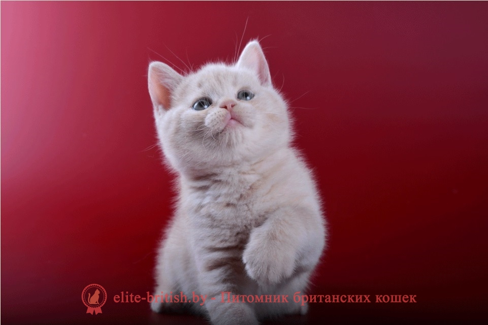 Британский кремовый (бежевый) котенок Cerber