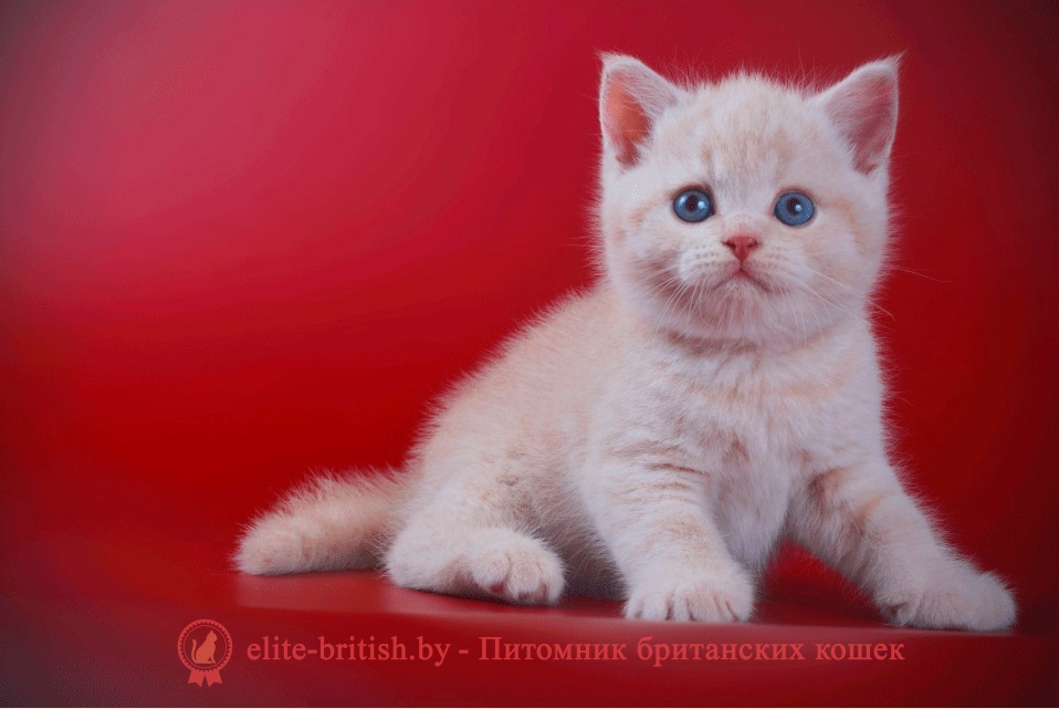 Британский кремовый (бежевый) котенок Cerber