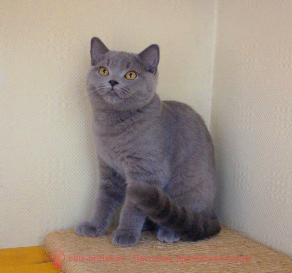 Британский голубой котенок CHARLIE (Чарли)