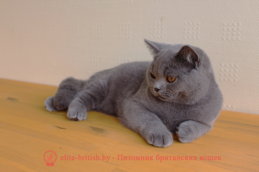 Британский голубой котенок Челси