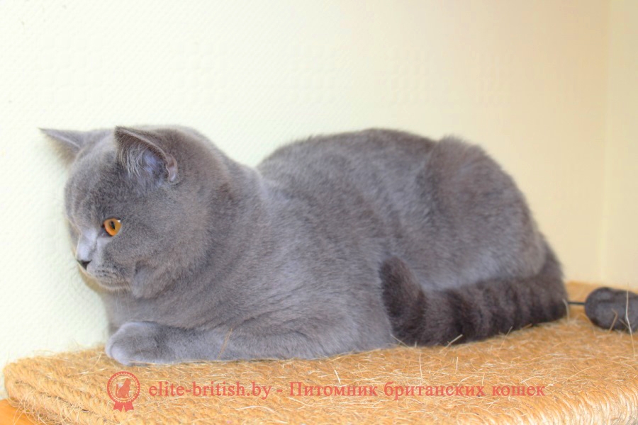 Британский голубой котенок CHARLIE (Чарли)