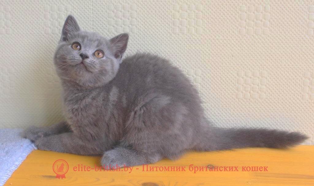 Британский голубой котенок CHASE (Чейз)