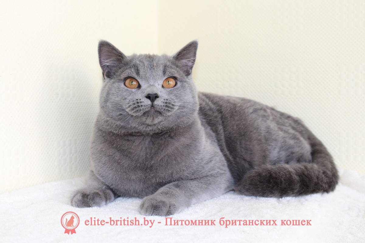 Британский голубой котенок CHASE (Чейз)