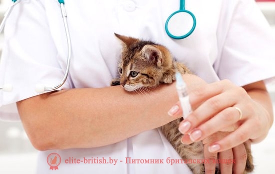 Прививки для кошек и котят: какие делают, когда, в каком возрасте.  Вакцинация кошек. Первая прививка. График (таблица) - Питомник Elite British