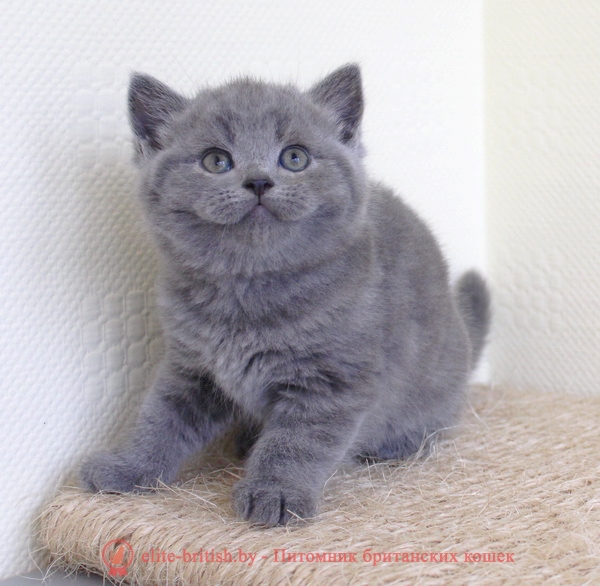 Британский голубой котенок Чейз