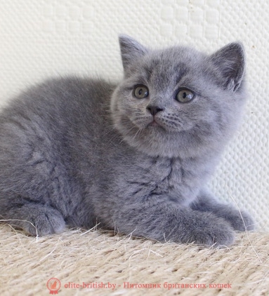 Британский голубой котенок CHELSEA (Челси)
