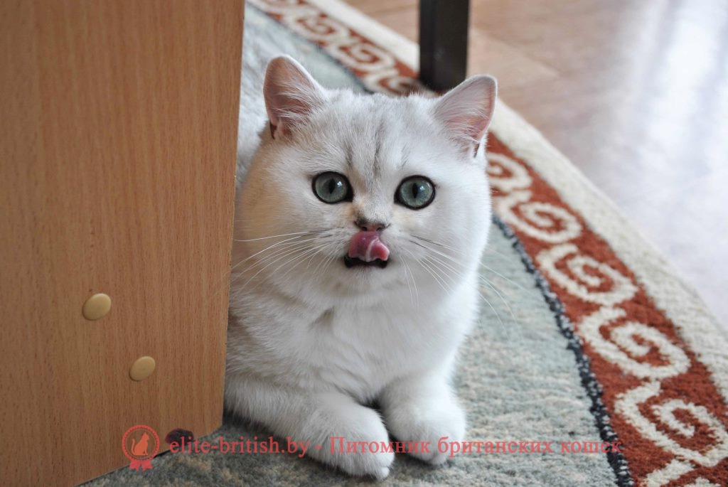 Британский котенок серебристая шиншилла Moris (Морис)