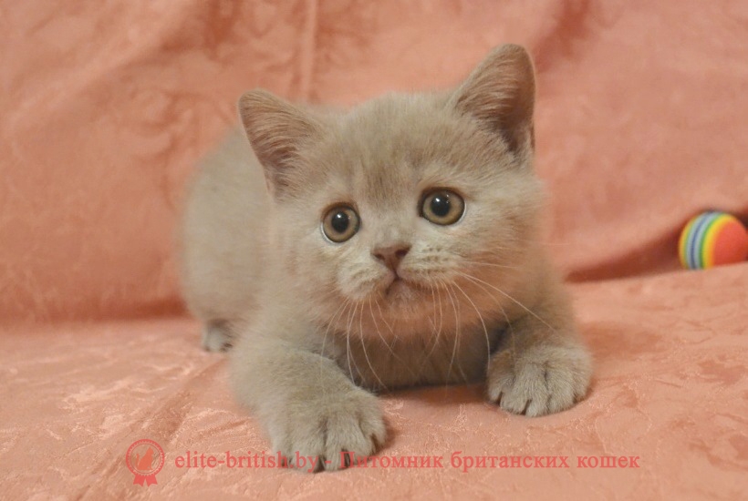 Британский лиловый котенок Cristall