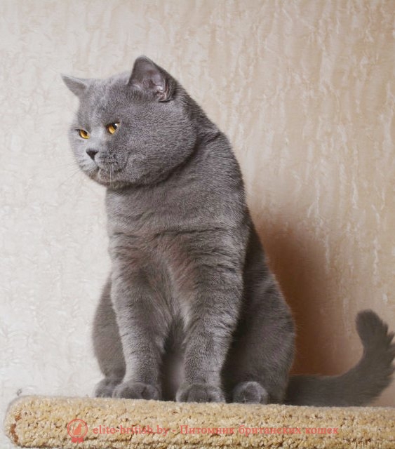 Вязка британского кота голубого окраса