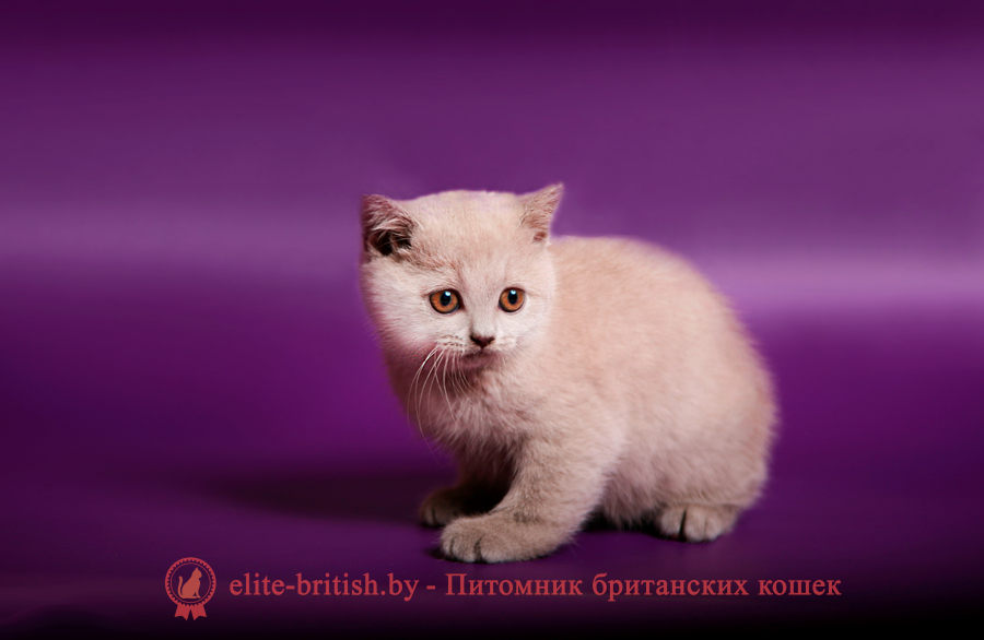 Британский кремовый (бежевый) котенок Ice Cream