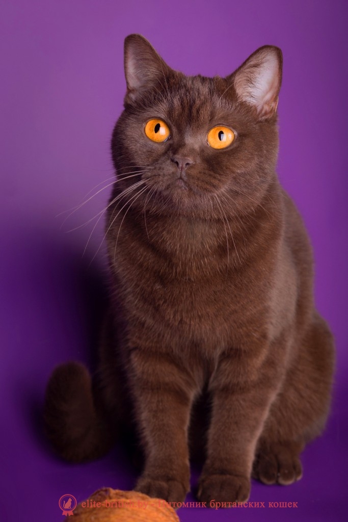 Британская кошка Celty Elite British шоколадного окраса питомника Elite British
