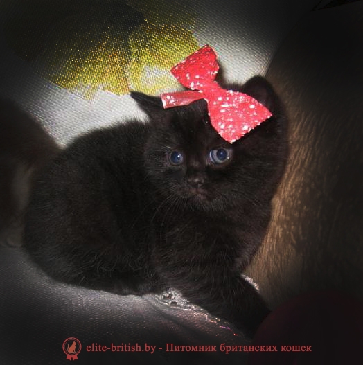 Британский котенок черный NJUSHA