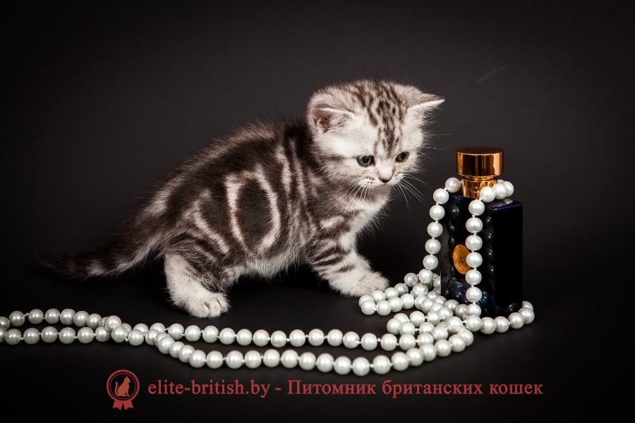 Британский котенок серебристый черный мраморный (черный мррамор на серебре) Габриелла