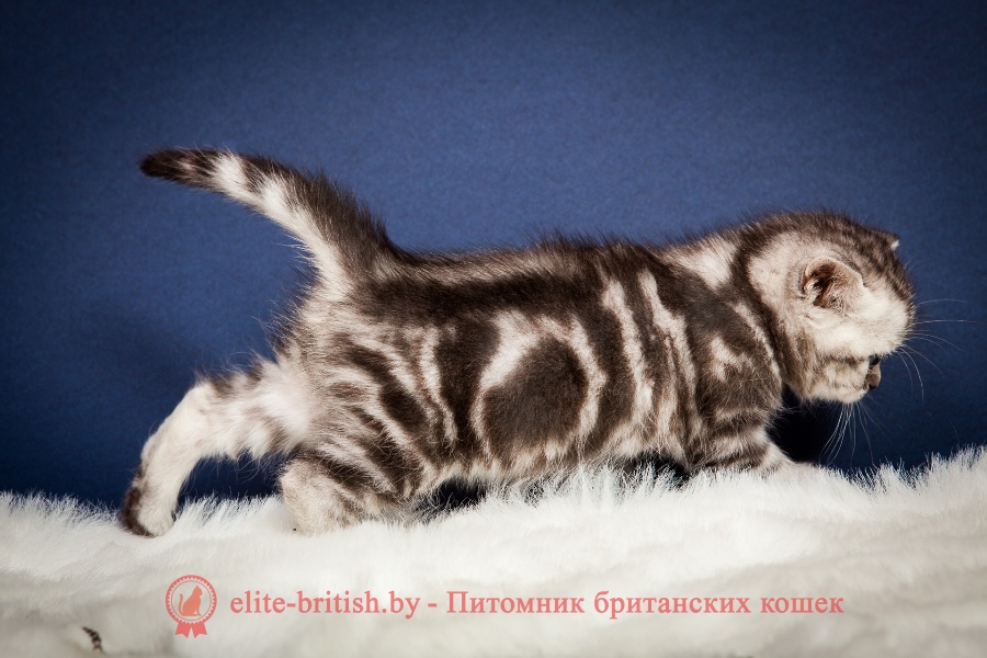 Британский котенок серебристый черный мраморный (черный мррамор на серебре) Габриелла