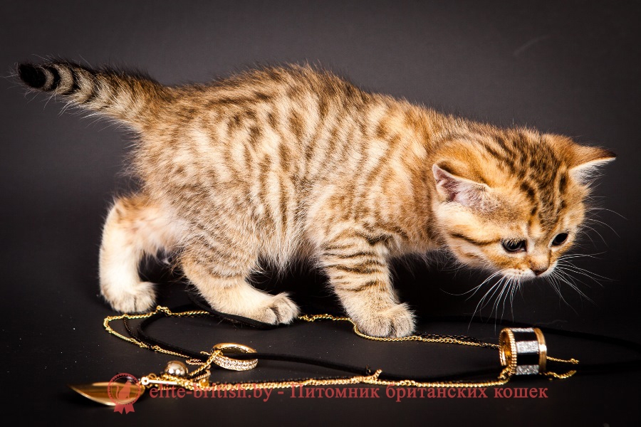 Британский котенок золотой леопардовый Голди