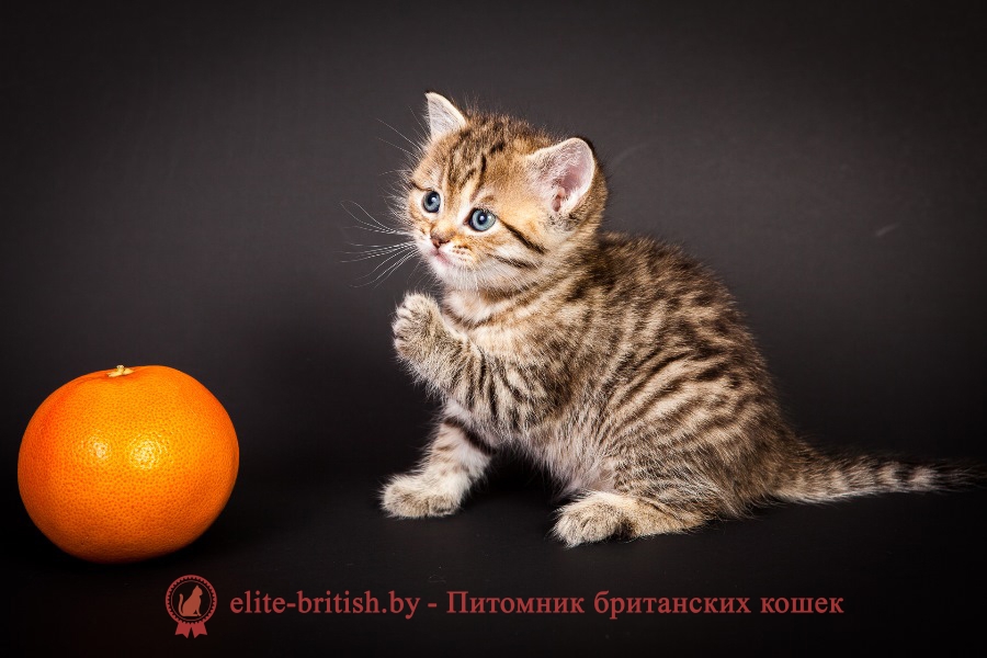 Британский котенок золотой леопардовый Грейс