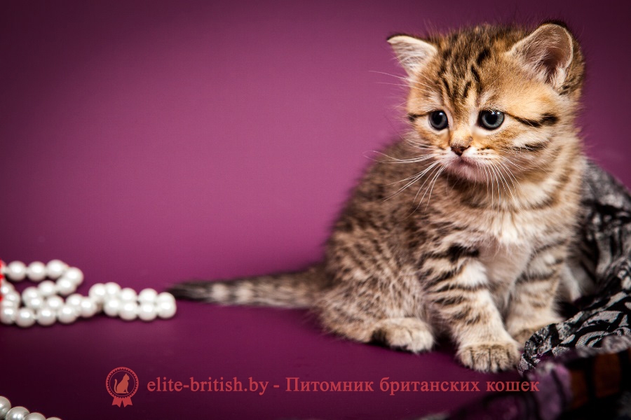 Британский котенок золотой леопардовый Грейс