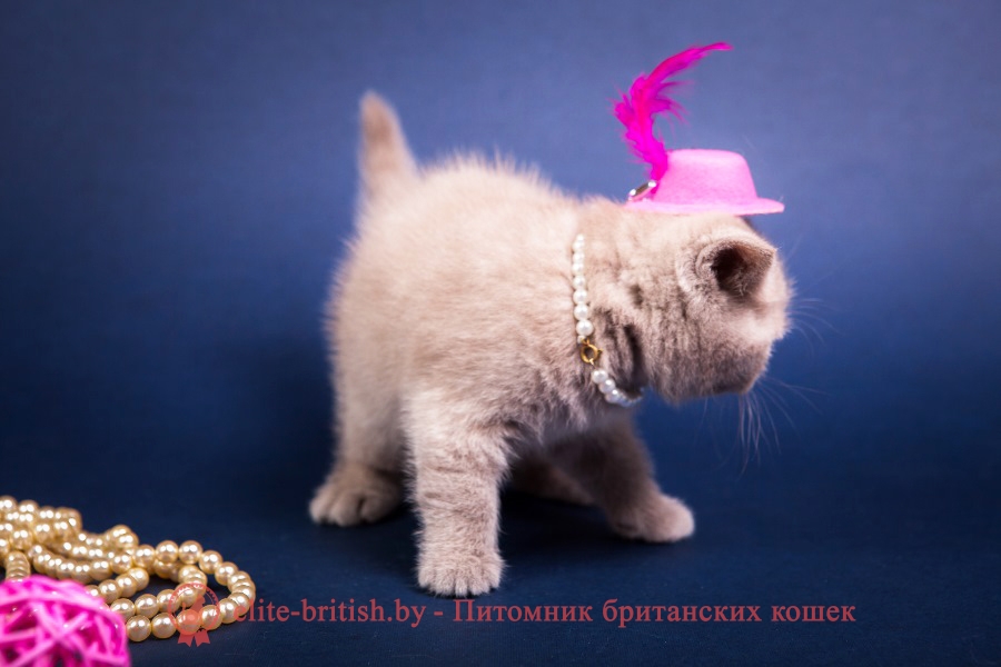 Британский котенок лилового окраса Алексис