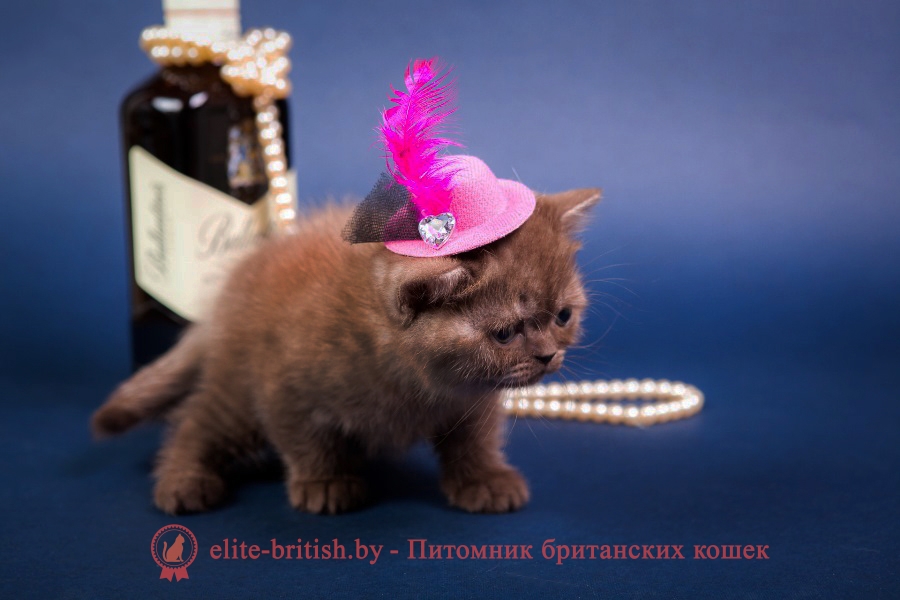 Британский шоколадный котенок Аника
