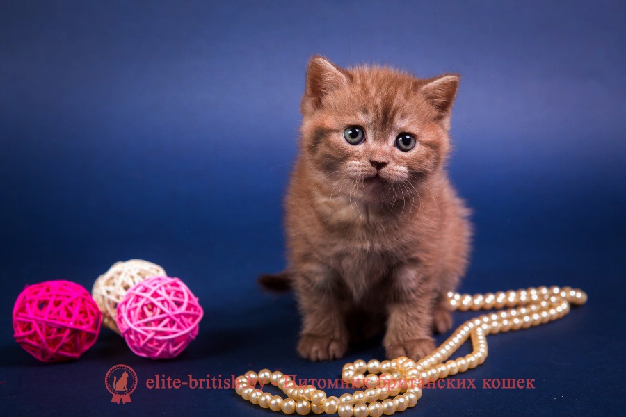 Британский котенок шоколадного окраса Ассоль