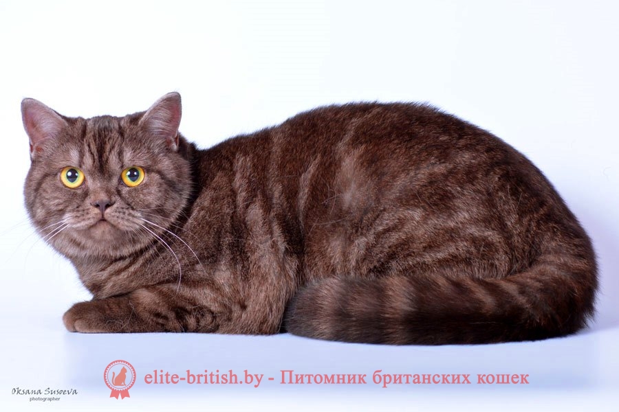 Британский котенок шоколадного дымчатого окраса Хиллэри