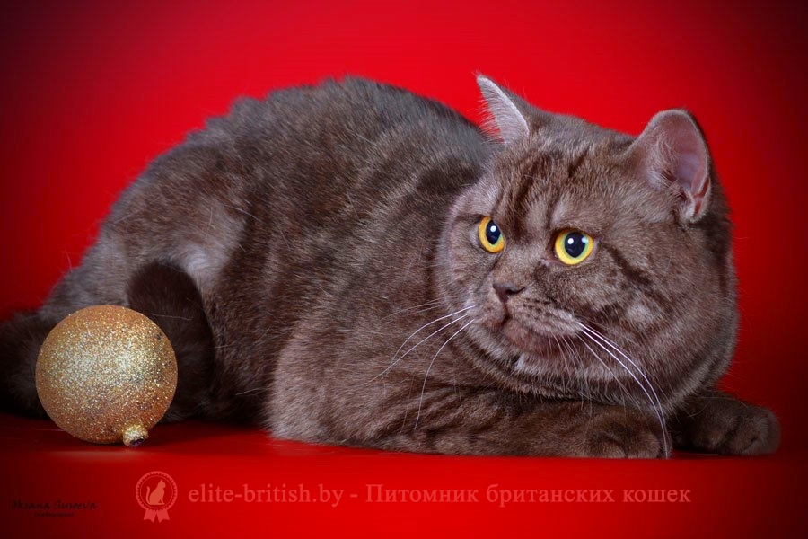Британский котенок шоколадного дымчатого окраса Хиллэри
