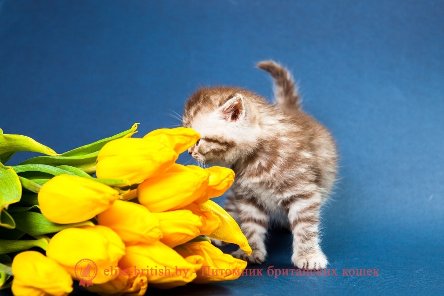 Британский котенок шоколадного серебристого тигрового окраса Хаммер