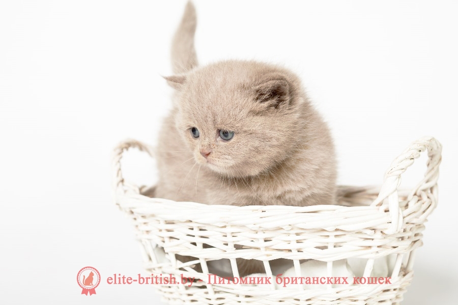 Британский котенок лилового окраса Ханни