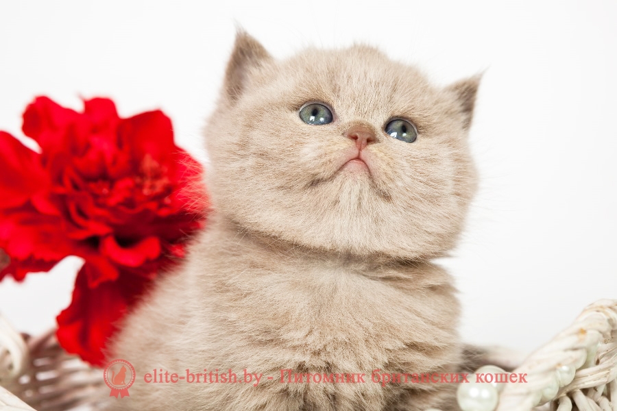 Британский котенок лилового окраса Ханни