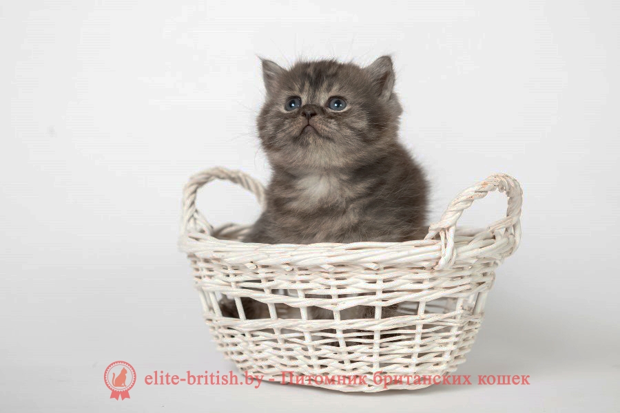 Британский черный дымчатый котенок Харди