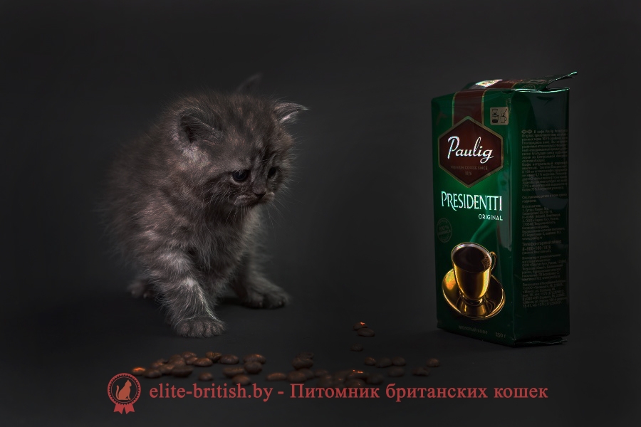 Британский черный дымчатый котенок Харди