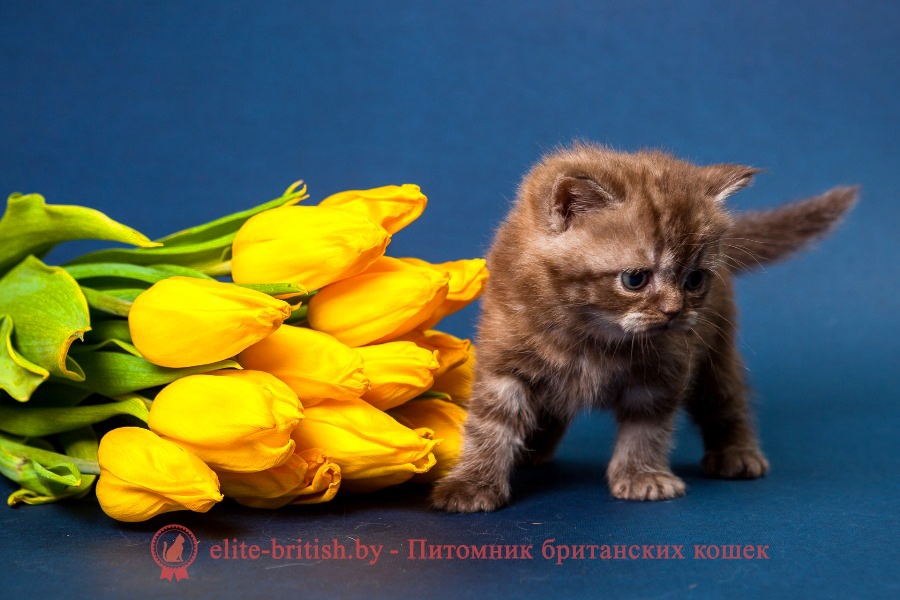 Британский котенок шоколадного окраса Хиллэри