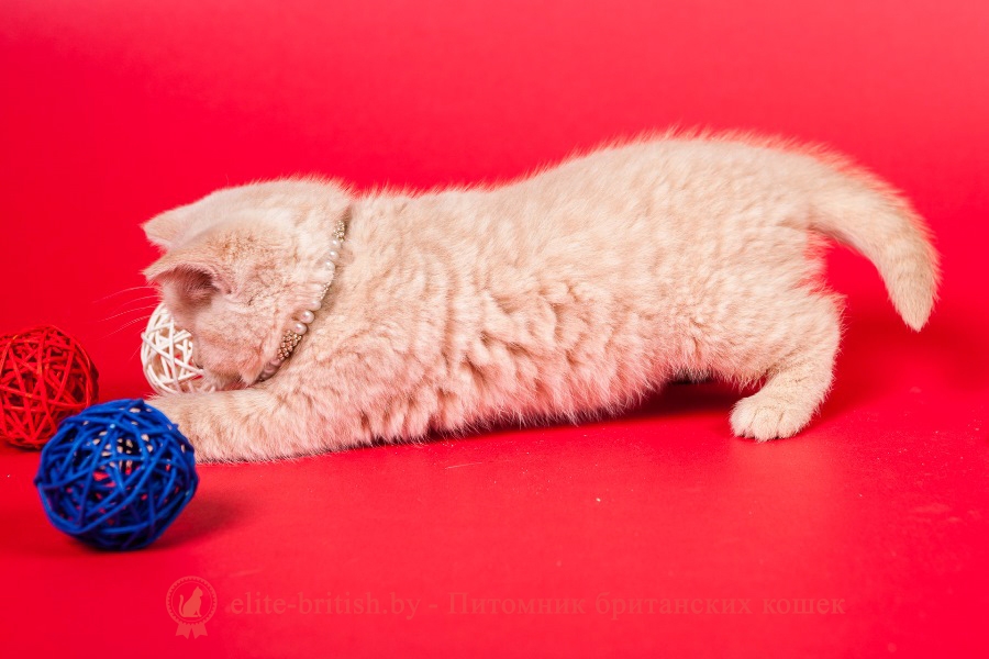 Британский котенок кремовый Lada Lukosan (Лада)