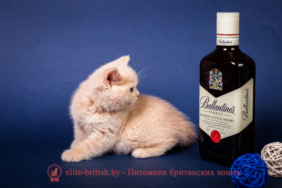 Британский котенок кремовый Lis Lukosan (Лис)