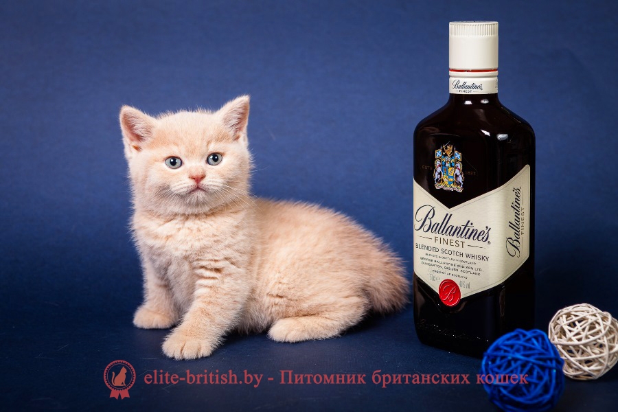 Британский котенок кремовый Lis Lukosan (Лис)