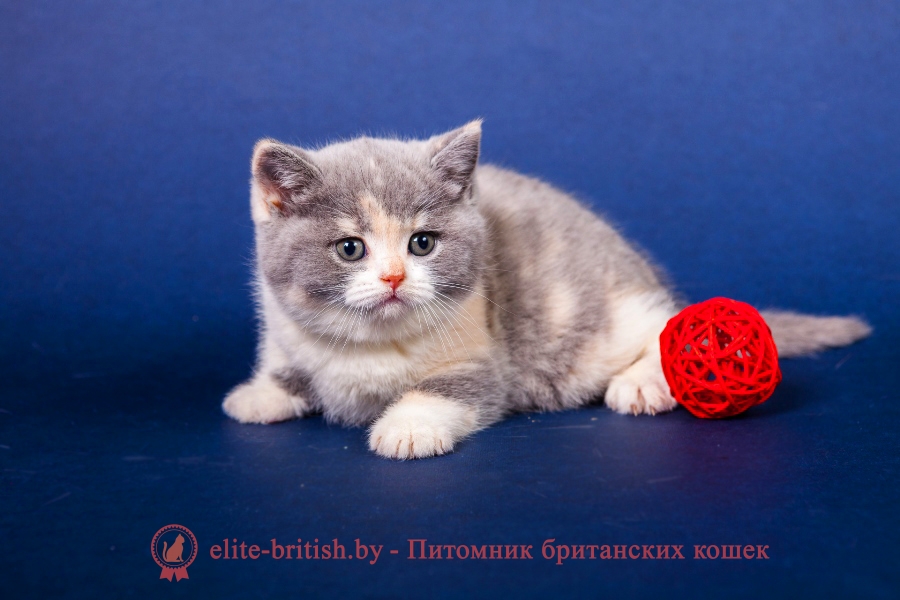Британский котенок голубо-кремовый биколор - калико, триколор Ljalja Lukosan (Ляля)