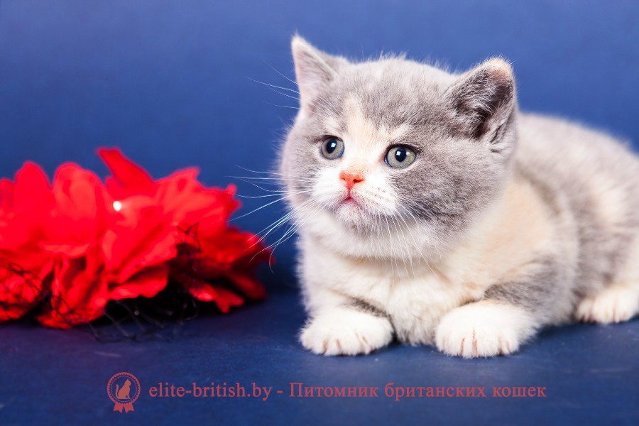 Британский котенок голубо-кремовый биколор - калико, триколор Ljalja Lukosan (Ляля)