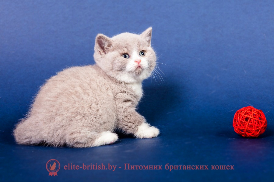 Британский котенок лиловый биколор Lord Lukosan (Лорд)