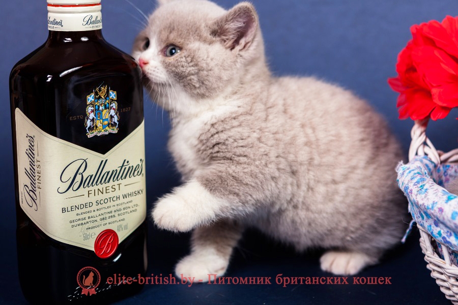 Британский котенок лиловый биколор Lord Lukosan (Лорд)