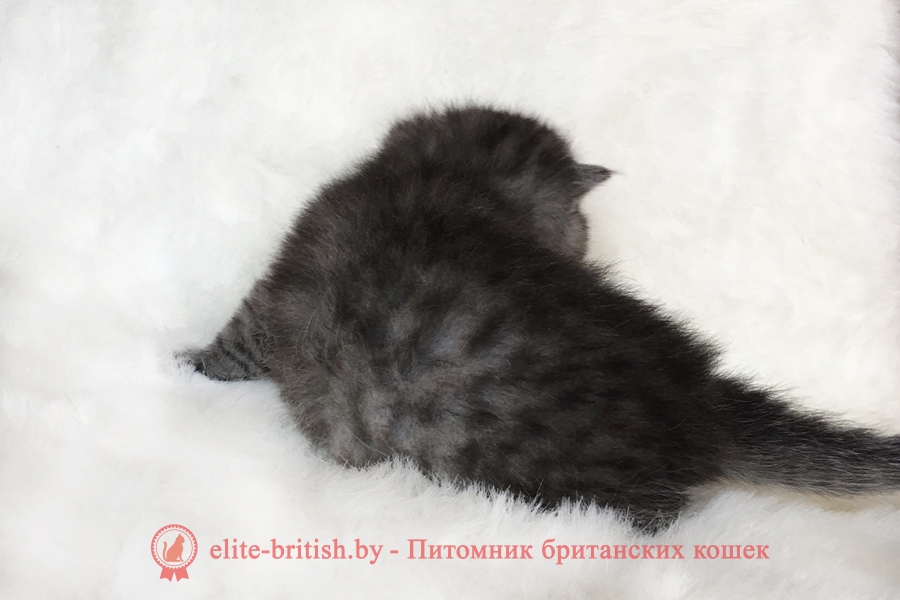 Британский котенок черного окраса Харди