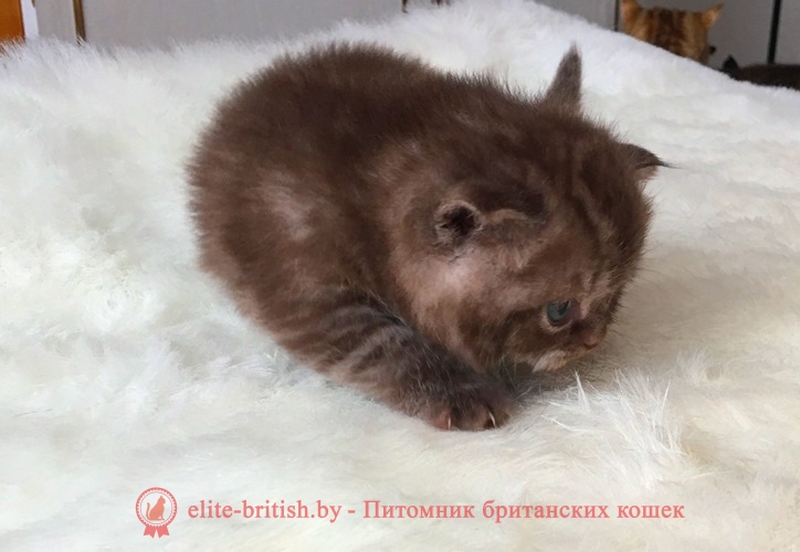 Британский котенок шоколадного окраса Хиллэри
