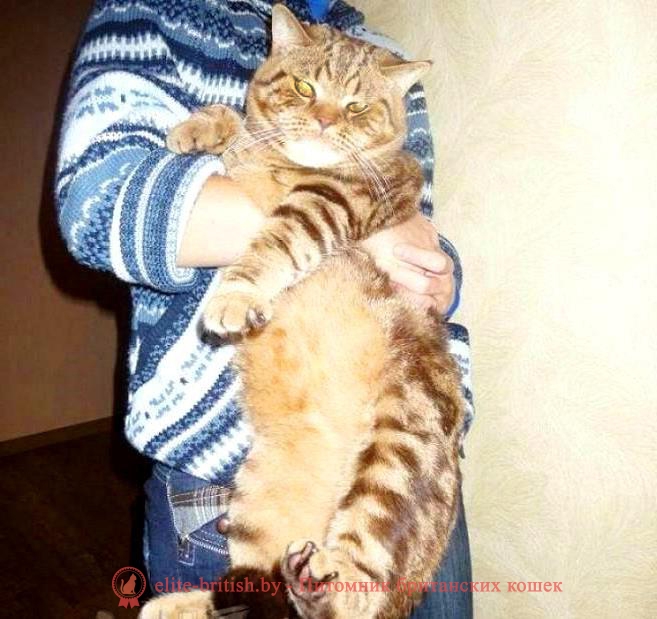 Британский кот шоколадный мрамор INT.CH. Laertes Panie Niasvizu