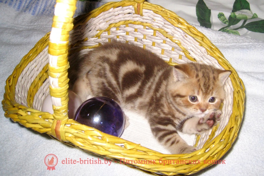 Британские котята шоколадного мраморного окраса